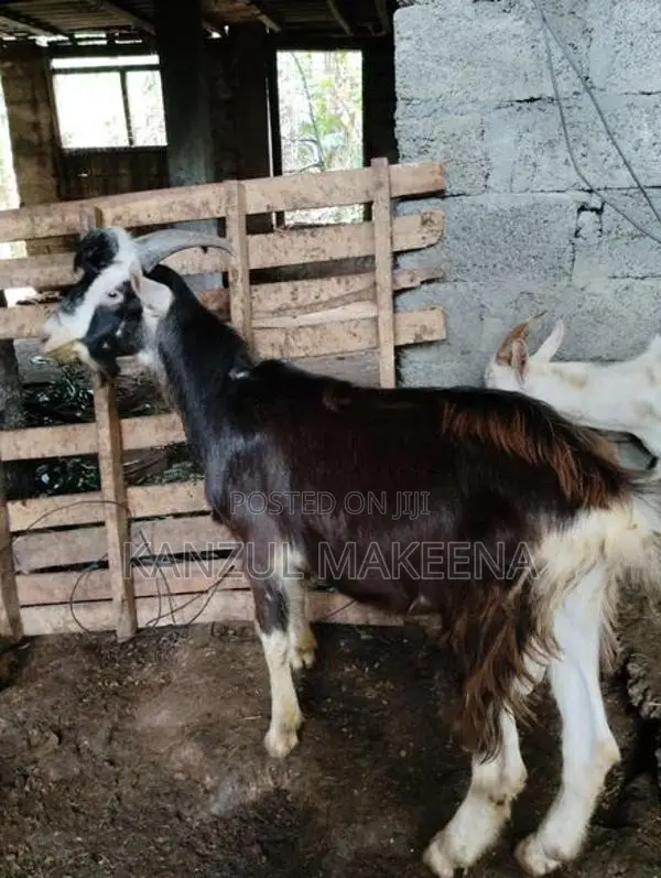 Farm Goat