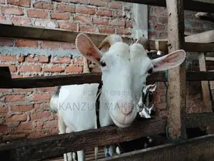 Farm Goat