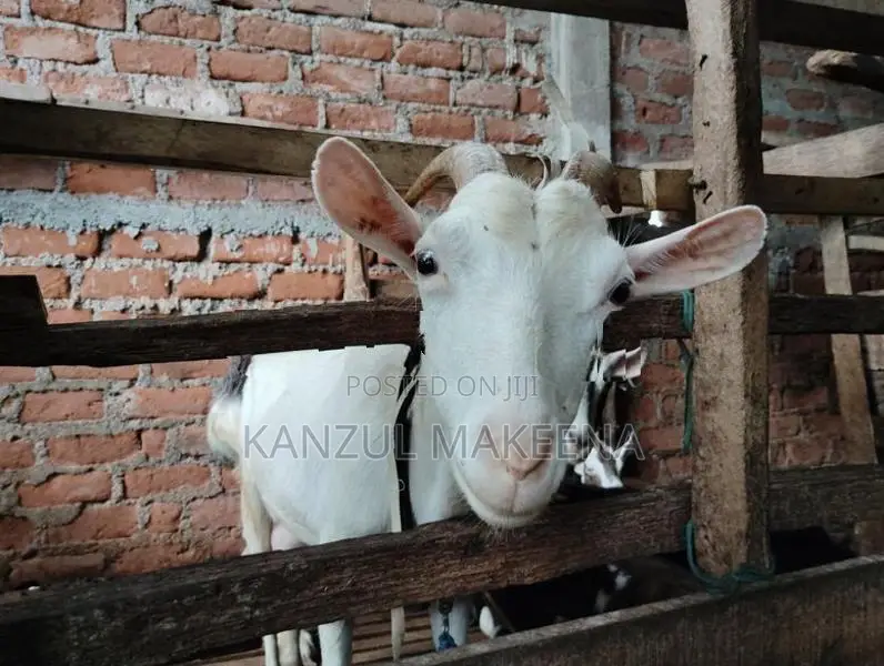 Farm Goat