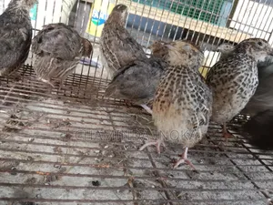 Bithtara Damimata Asanna Vatu Kiriliyan