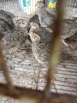 Bithtara Damimata Asanna Vatu Kiriliyan