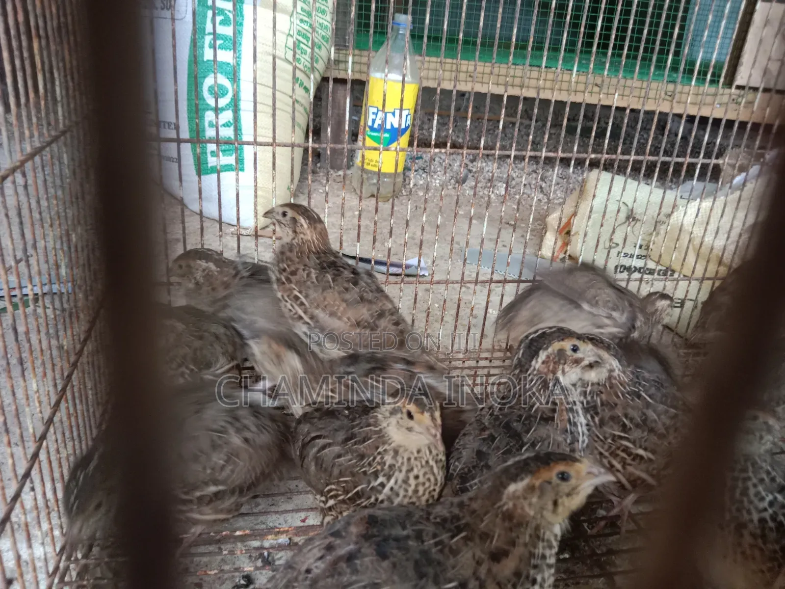 Bithtara Damimata Asanna Vatu Kiriliyan