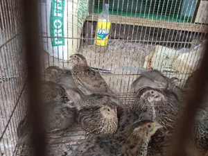 Bithtara Damimata Asanna Vatu Kiriliyan