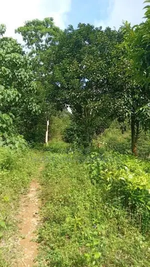 Land for Sale Kithulgala