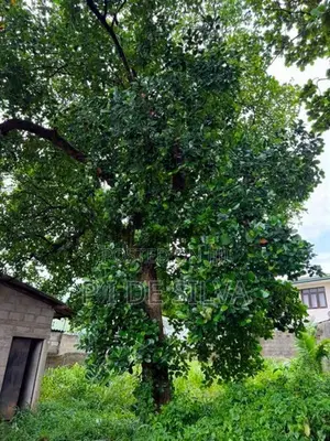 Land For Sale in Piliyandala
