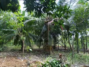 Land for Sale in Dambulla