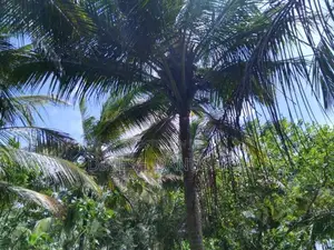 Land for Sale in Dambulla
