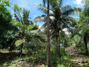 Land for Sale in Dambulla