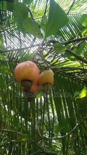 Land for Sale in Dambulla