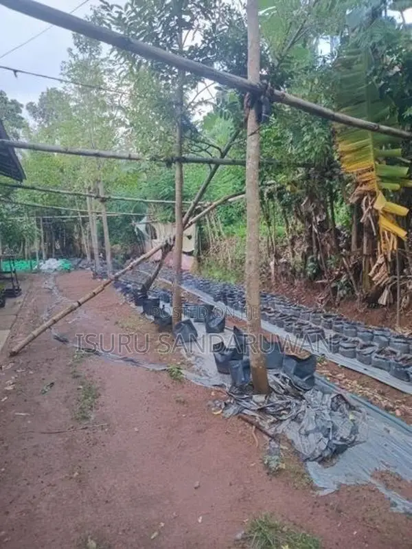 House with Land for Sale Matale