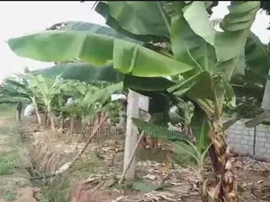 සින්නක්කර ඉඩම කැකිරාව - කාගම