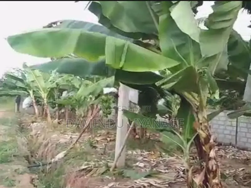 සින්නක්කර ඉඩම කැකිරාව - කාගම