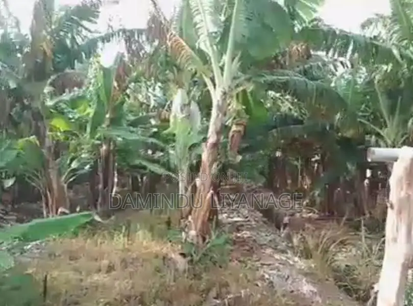 සින්නක්කර ඉඩම කැකිරාව - කාගම