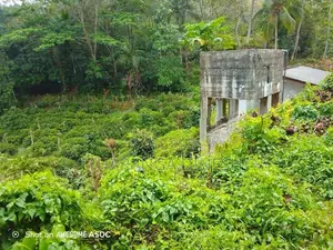 Tea Land For Sale in Mawanella
