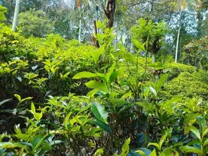 Tea Land For Sale in Mawanella