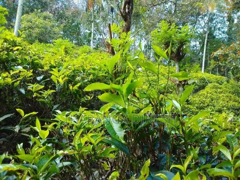 Tea Land For Sale in Mawanella