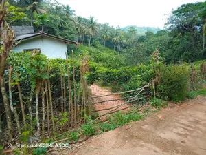 Tea Land For Sale in Mawanella
