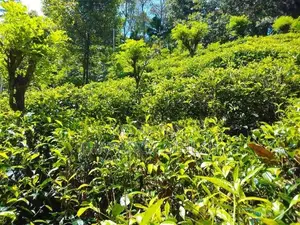 Tea Land For Sale in Mawanella