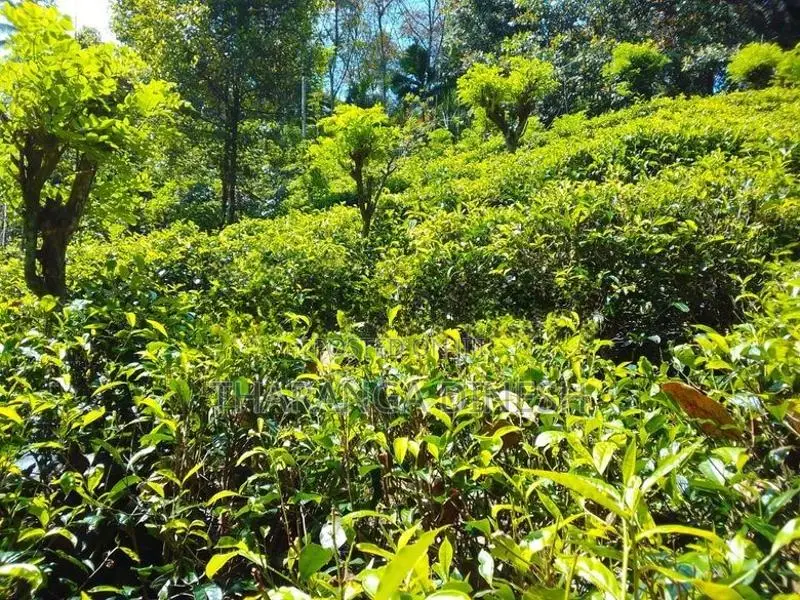 Tea Land For Sale in Mawanella