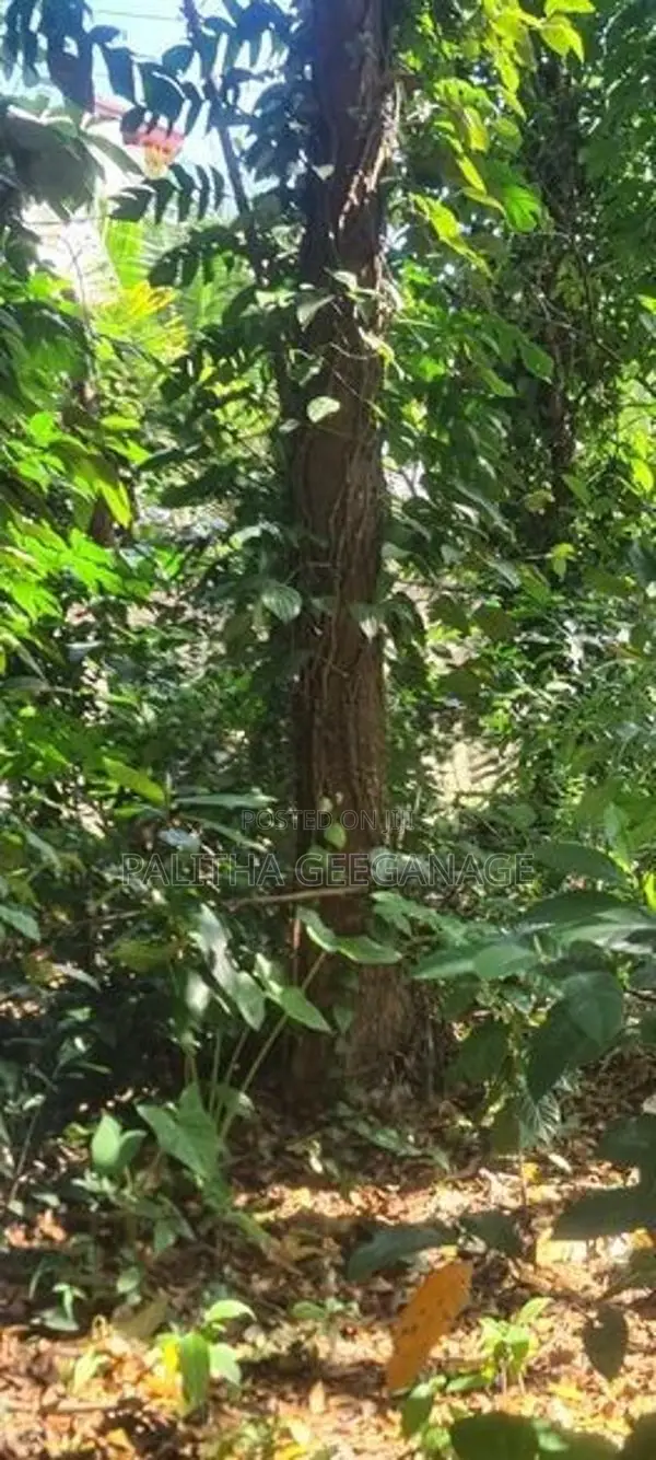 20-Perch Land - 1.4 Km from Kadawatha Highway