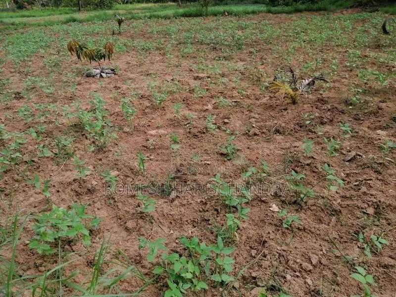 Agricultural Land for Sale