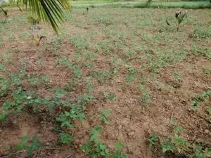 Agricultural Land for Sale