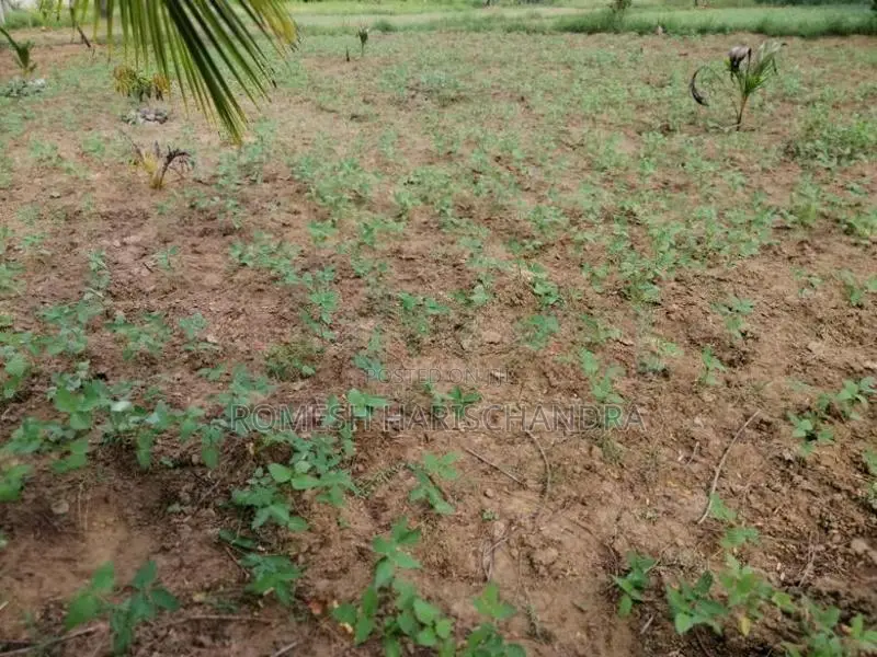 Agricultural Land for Sale