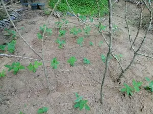 Agricultural Land for Sale