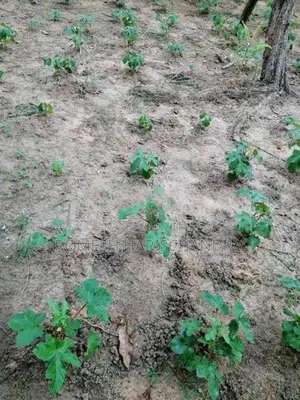 Agricultural Land for Sale