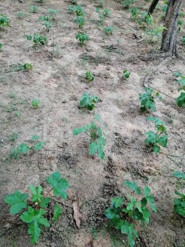 Agricultural Land for Sale