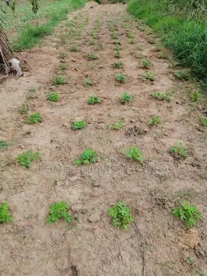 Agricultural Land for Sale