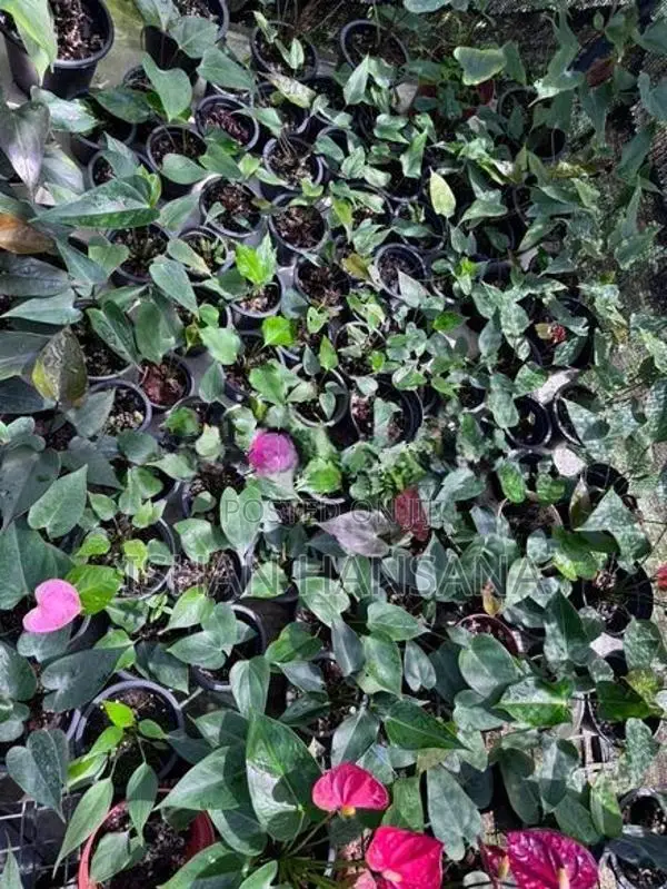 ඇන්තූරියම් මල් පැල සමග Net House