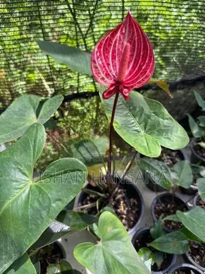 ඇන්තූරියම් මල් පැල සමග Net House