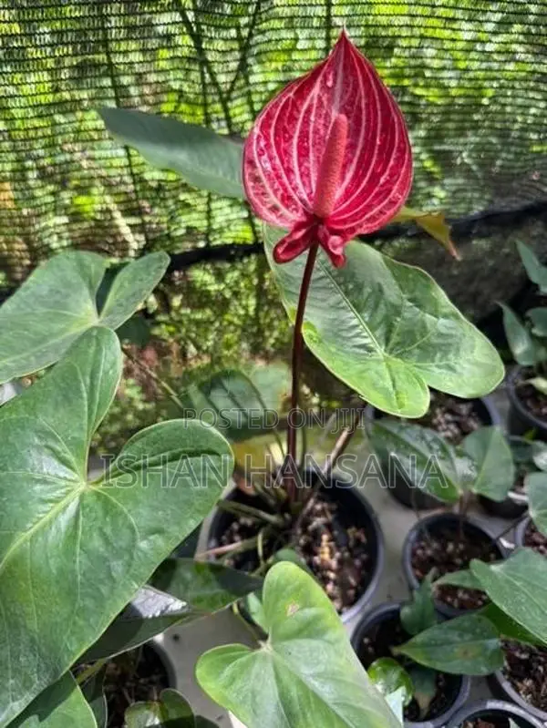 ඇන්තූරියම් මල් පැල සමග Net House