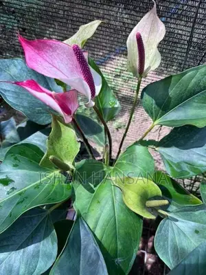 ඇන්තූරියම් මල් පැල සමග Net House