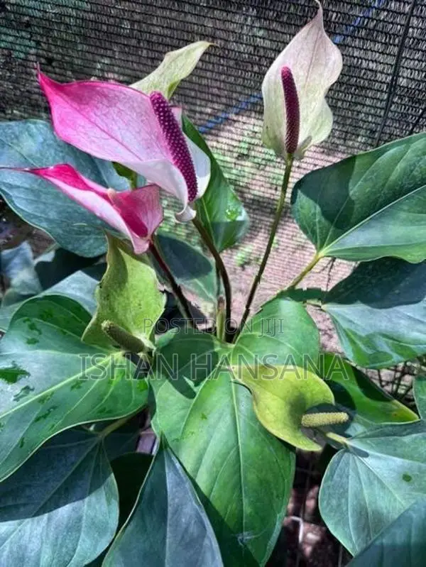 ඇන්තූරියම් මල් පැල සමග Net House