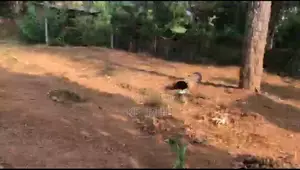 Land for Sale in Matara
