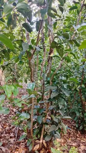Land for Sale Yatiyana Hakmana