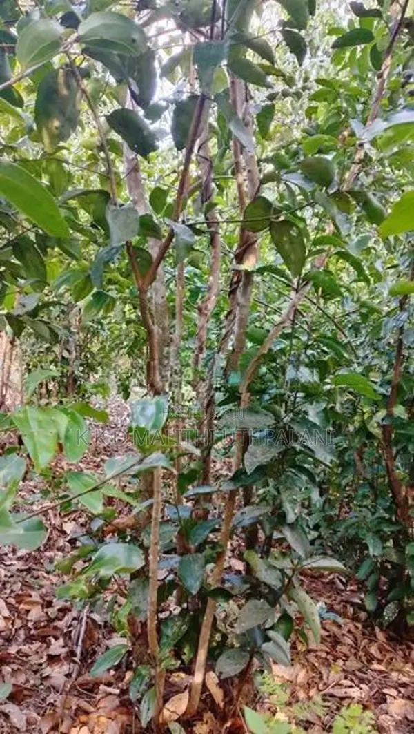Land for Sale Yatiyana Hakmana