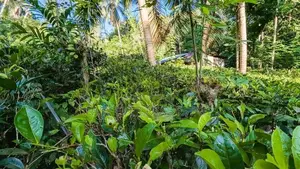අත්තනගලු ඔයට මායිම්ව පර්චස් 53ක්