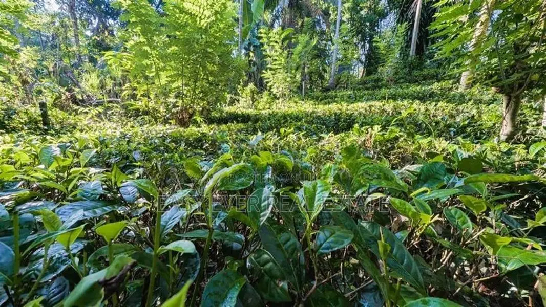අත්තනගලු ඔයට මායිම්ව පර්චස් 53ක්