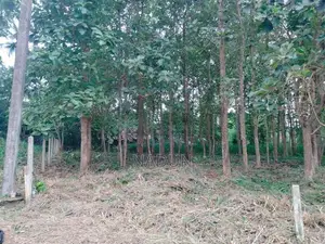 Land for Sale in Pallewela Kuliyapitiya