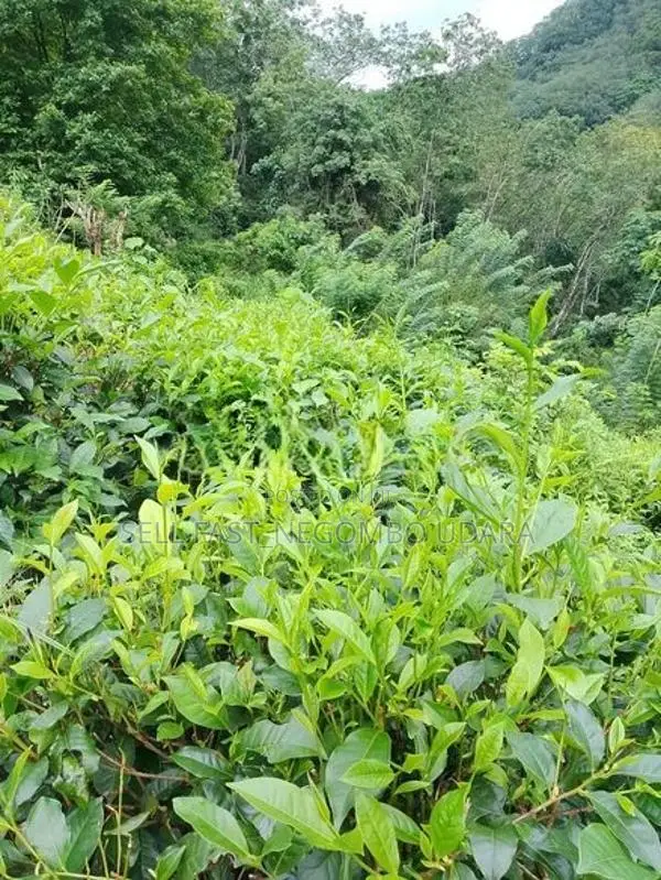 Land for sale in Yatiyantota