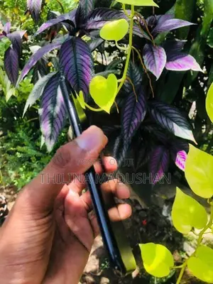 Apple iPhone 7 Plus (Used)