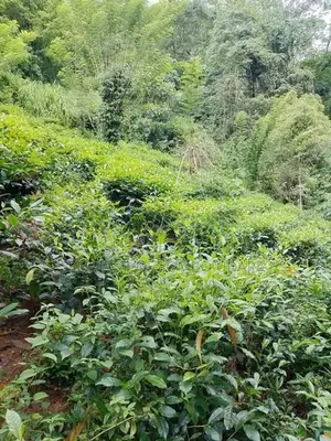 Land for sale in Yatiyantota