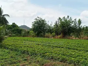 දඹුල්ල අවටින් අක්කර 4ක් ව්කිණිමට ඇත