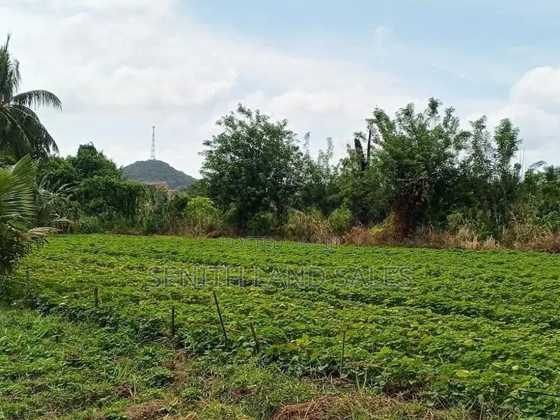 දඹුල්ල අවටින් අක්කර 4ක් ව්කිණිමට ඇත
