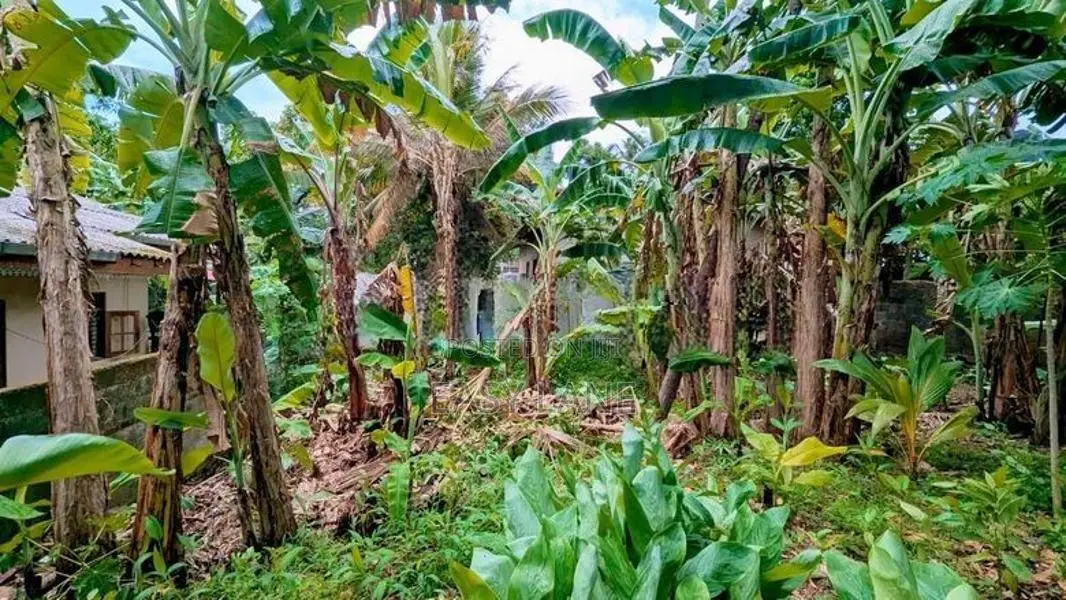 කිරිල්ලවලින් වටිනා ඉඩමක්