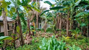 කිරිල්ලවලින් වටිනා ඉඩමක්