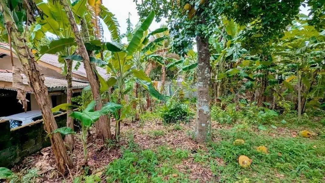 කිරිල්ලවලින් වටිනා ඉඩමක්